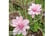 MAGN_PINKP1740674135413
