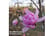 MAGN_PINKP1740674137469