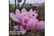 MAGN_PINKP1740674138505