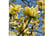 MAGN_YELLO1740674145629