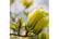 MAGN_YELLO1740674146861