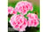 GERA_GRCLS1741085684305