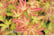 Acer-Orang1741085725490