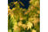 orange1.jp1741085727665