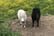 smithson farm horse-1