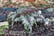 ATHY_METAL1741358277464