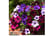 PETU_SKYMI1741358319513
