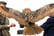 3hr Falconry Experience - Mercer Falconry - Derbyshire