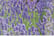 LAVHIDCOTE1741692940034