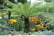 Dicksonia-1741692992456