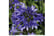 AGAP-VKA391741692995790