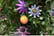 PASS_TRIO_1741788379456