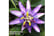 PASS_LAVEN1741788382710