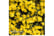 JASM-V59281742221733786
