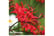 summer-bul1742830427863
