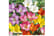 summer-bul1742830429125