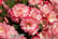 BEGONIA-NO1742830442025