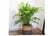 CHAM_ELEGA1742830462476