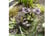 COLL_SNAIL1742830469206