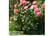 FRAM_PEONY1742830497884