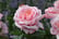 ROSE_NEVER1742830500669