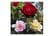 ROSE-T59111742830501767