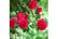 ROSE_FAIRY1742830502647