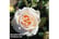 ROSE_TIMEL1742830503840