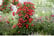 ROSE_EVERG1742919380665