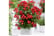 ROSE_EVERG1742919382547