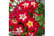 ROSE_EVERG1742919384130