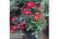 ROSE_EVERG1742919385374