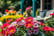 feed_opt_google_