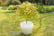 ACER_MOONR1743496975928