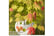ACER_MOONR1743496977541