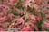 ACER_PHOEN1743498958132