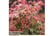 ACER_PHOEN1743498961105