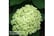 HYDR_LIMER1743499000554