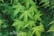 acer-green1743499009524