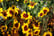 Feed_opt_google_