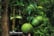 lime-v59871743585369555