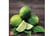 lime.jpg1743585371127