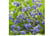 CLEM-V56881743749418695