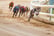 Dundalk Stadium Fri & Sat Night Dog Racing for 2, 4 or 10 – Including Admission, Race Programme, Drink and Food Voucher_01