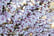 cherry.jpg1745582333066