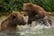Brown Bears