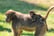 Digital Animal Adoption with Entry to Howletts Wild Animal Park for Two 