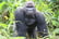 Digital Animal Adoption with Entry to Howletts Wild Animal Park for Two 