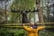 Digital Animal Adoption with Entry to Howletts Wild Animal Park for Two 