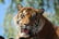 Digital Animal Adoption with Entry to Howletts Wild Animal Park for Two 
